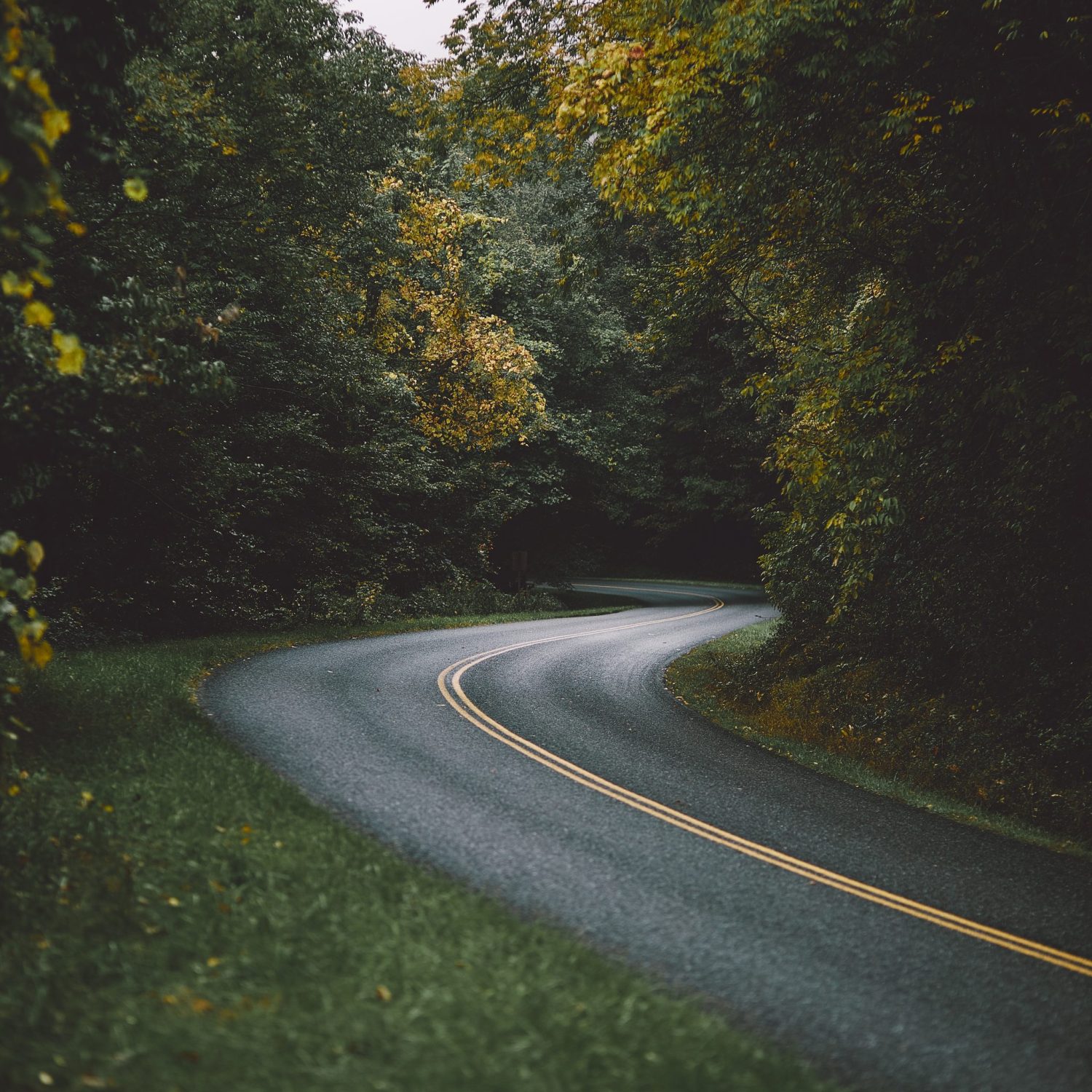 A vertical shot of a road surrounded by beautiful tall trees